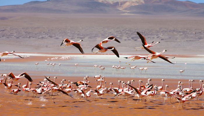 VILLAMAR - LAGUNA VERDE - SOL DE MAÑANA - LAGUNA COLORADA- HOTEL DEL DESIERTO 