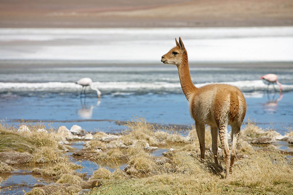 faune de bolivie