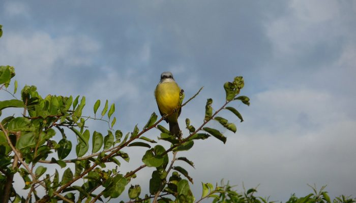 PARC MADIDI - PAMPAS DE YACUMA