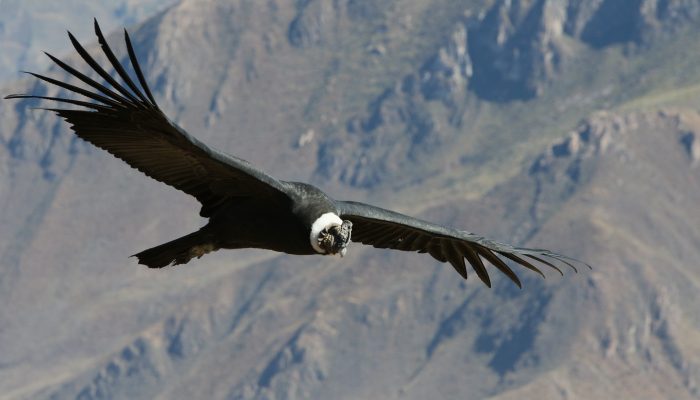 Chivay - Croix des condors - Puno 