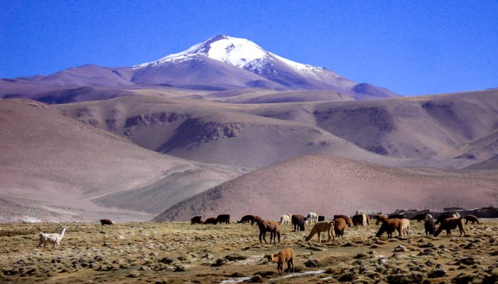 SAN ANTONIO DE LOS COBRES – SANTA ROSA DE PASTOS GRANDES – CAMP I QUEWAR