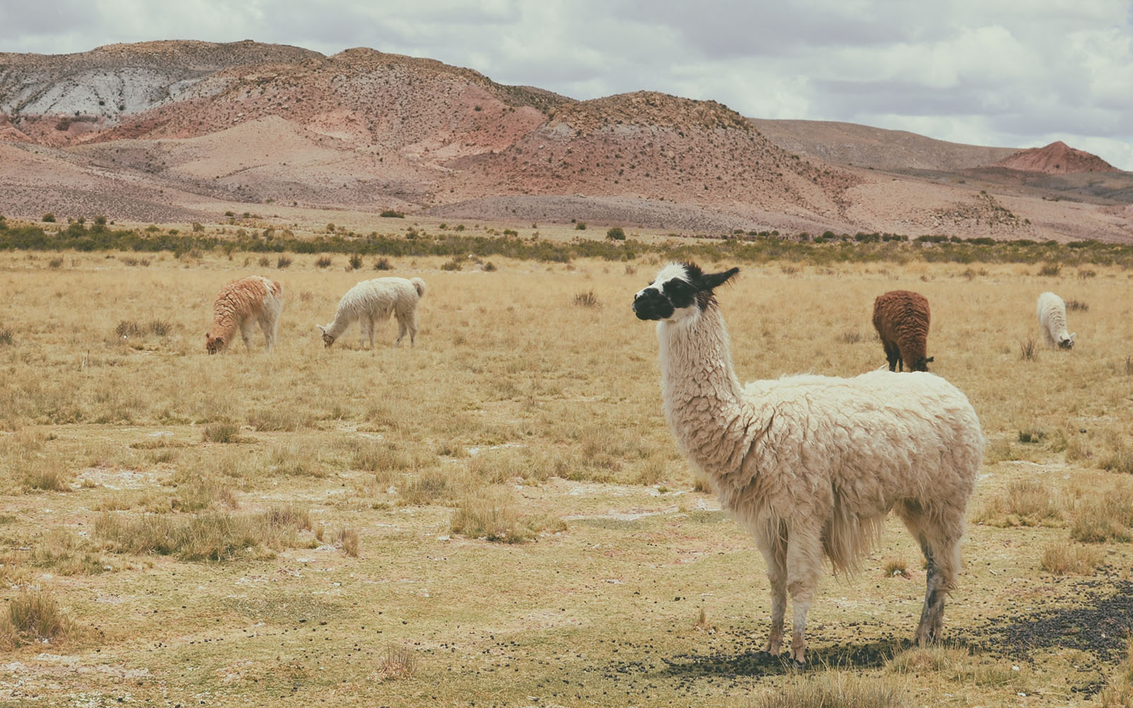 faune de bolivie