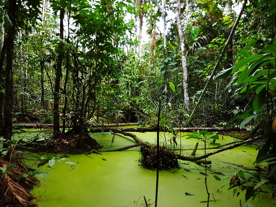 temple jungle amazonienne