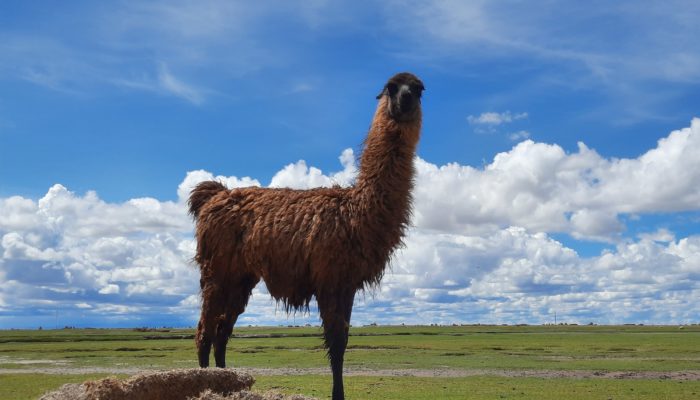 La Paz/Salinas/Alcaya