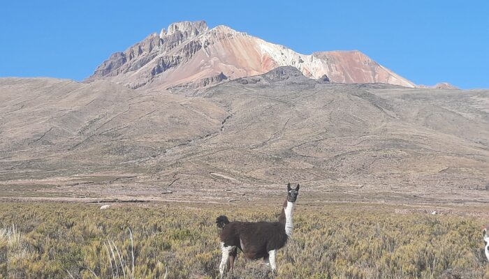 Thaki Bolivie