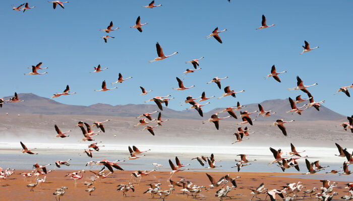 HOTEL DEL DESIERTO - LAGUNA COLORADA - SOL DE MAÑANA - LAGUNA VERDE - HITO CAJON – SAN PEDRO DE ATACAMA (2.450 m alt.) - VALLÉE DE LA LUNE