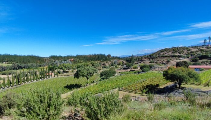 TARIJA (1850 m alt.) / VISITE DES BODEGAS ET DÉGUSTATION