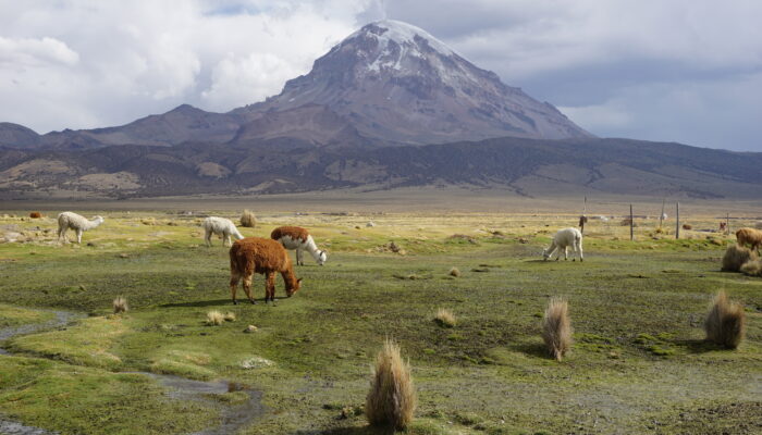 Thaki Bolivie