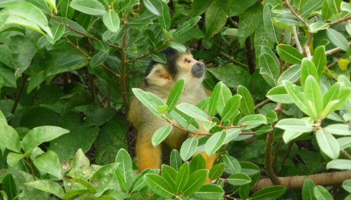 Faune, flore… flore, faune : la Bolivie dans tous ses états animales et végétales