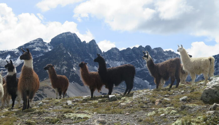 Thaki Bolivie