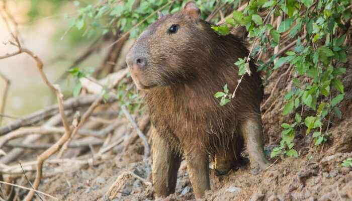 Le Parc Madidi, une importance écologique mondiale