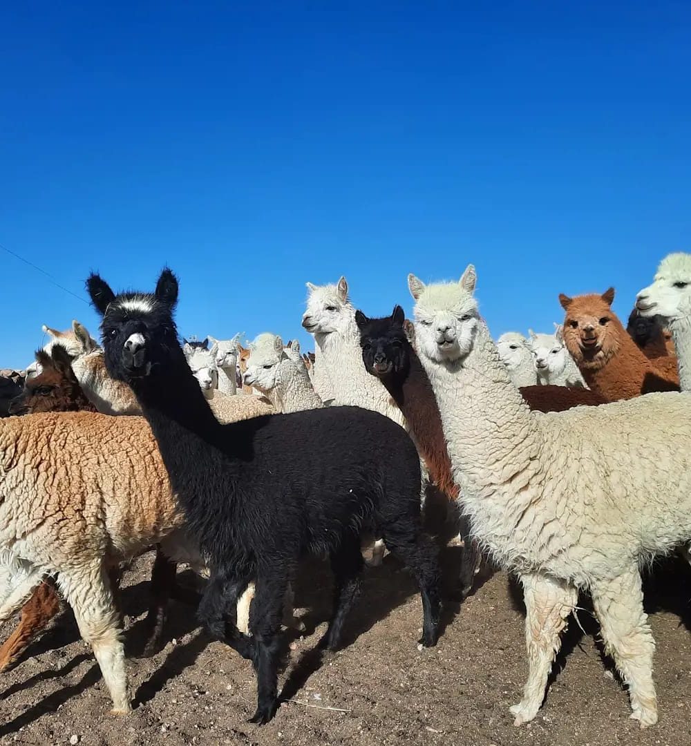 Les alpacas, stars de la région