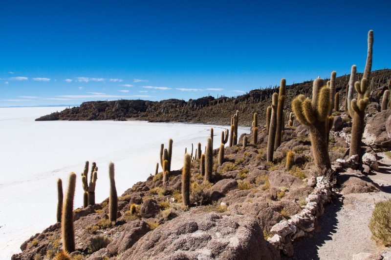 Salar de Uyuni Bolivie Ile Incahuasi